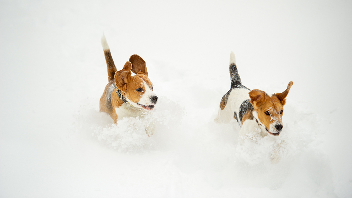Two beagles running through snow