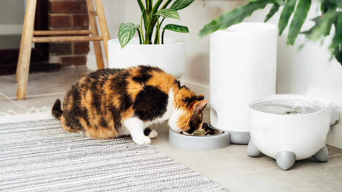 Orange and black cat eating food from smart feeder