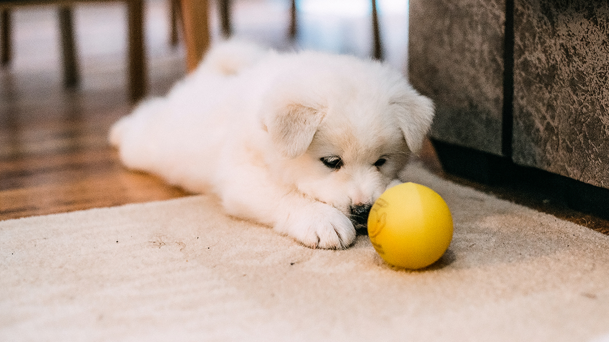 White fluffy puppy staring bored at ball